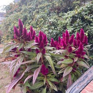 Meet your Posher, Colette